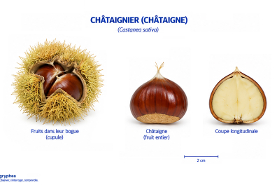 Fruit du Châtaignier (châtaigne)